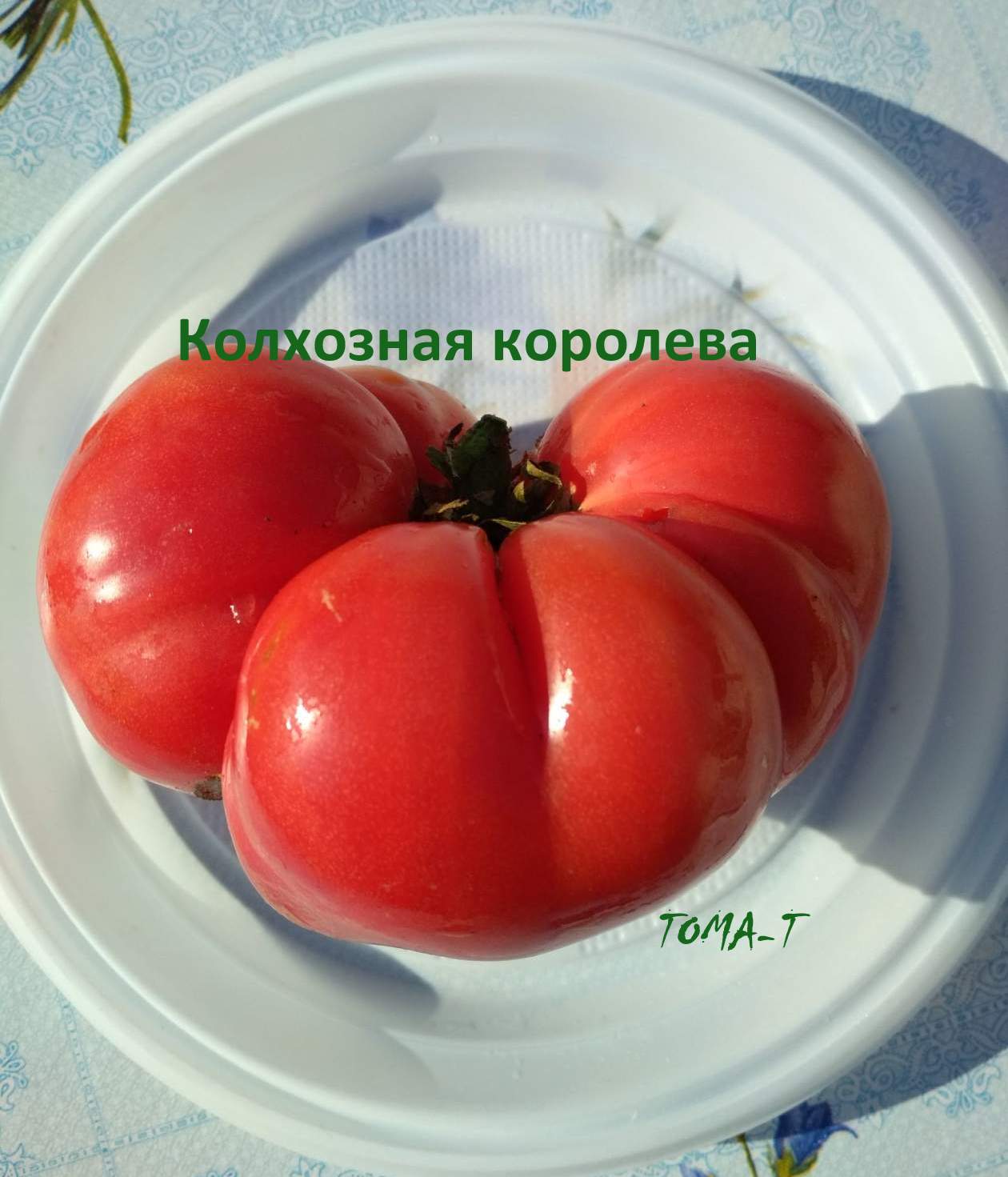 Колхозная Королева томат помидор
