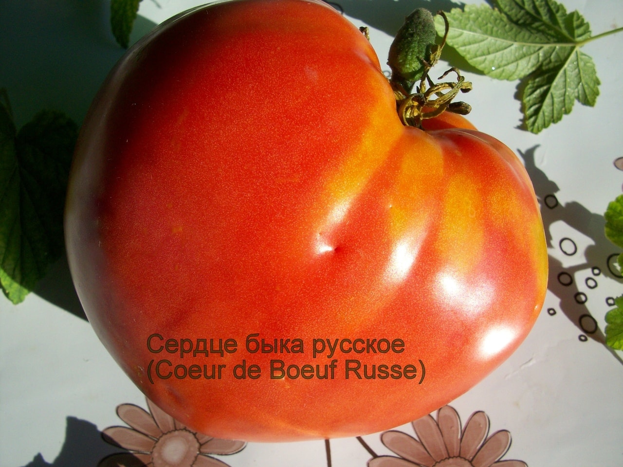сердце италии томат описание сорта